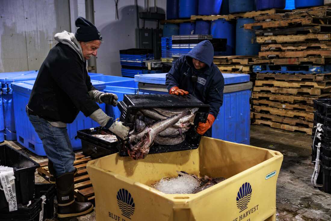 Two men at the Portland Fish Exchange in Portland, Maine, load large silver fish from a black plastic crate into a large yellow plastic tote box.